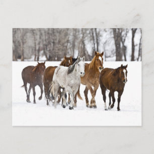 Cartão Postal Uma paisagem de inverno de cavalos correndo