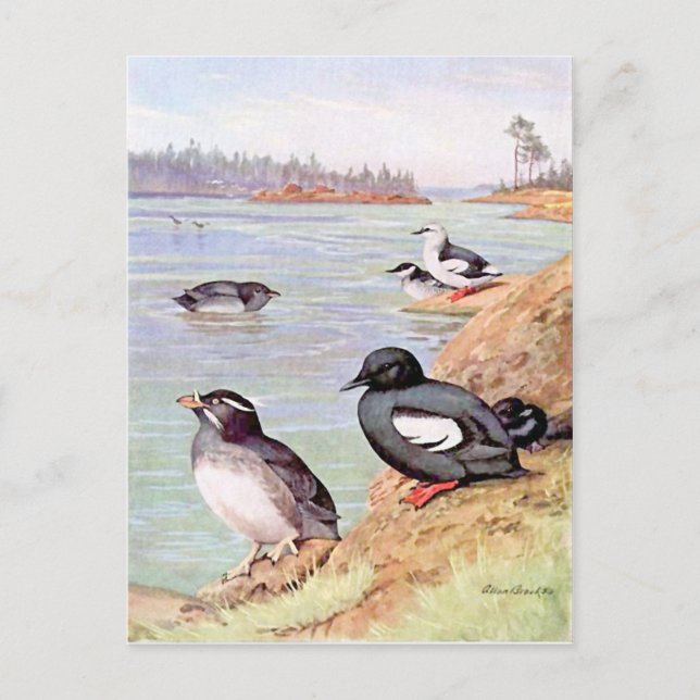 Cartão Postal Uma pintura de Rinocerontes Auklets e Pigeon Uuill (Frente)