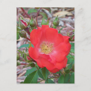 Cartão Postal Uma rosa aberta simples de cor salmão