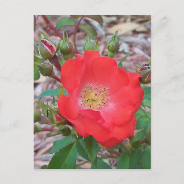 Cartão Postal Uma rosa aberta simples de cor salmão (Frente)