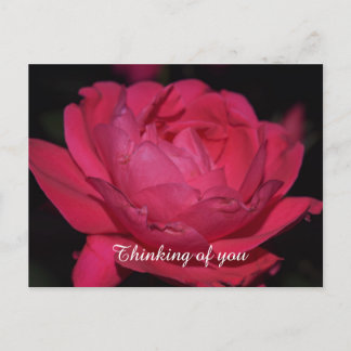 Cartão postal. Uma rosa com qualquer outro nome