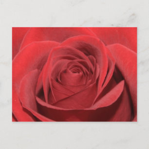 Cartão Postal Uma rosa vermelha
