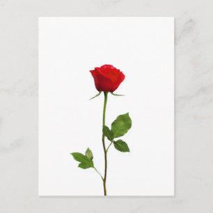 CARTÃO POSTAL UMA ROSA VERMELHA DE HASTE LONGA