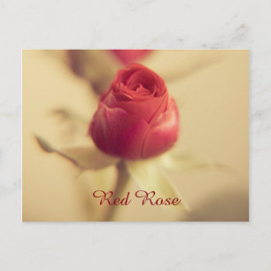 Cartão Postal Uma Rosa vermelha para a sua querida...