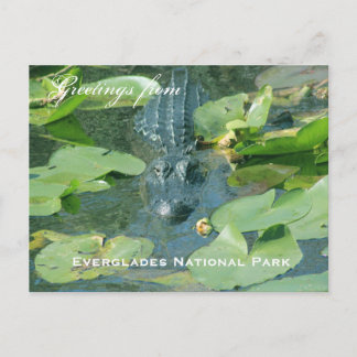 Cartão Postal Uma saudação postal do Parque Nacional Everglades