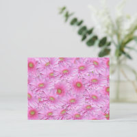 Uma Sinfonia de Gerberas Rosa,