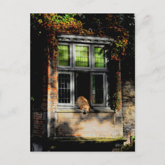 Cartão Postal Uma soneca ao sol