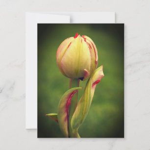 Cartão Postal Uma tulipa nascente