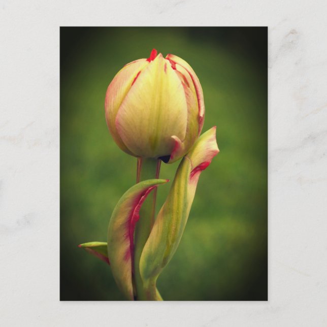 Cartão Postal Uma tulipa nascente (Frente)