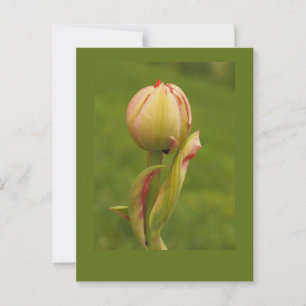 Cartão Postal Uma tulipa nascente
