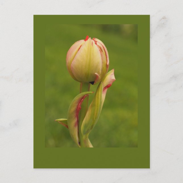 Cartão Postal Uma tulipa nascente (Frente)