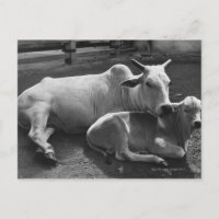 Uma vaca indiana e o seu vitelo no pátio