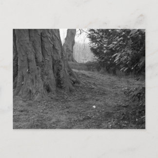 Cartão Postal Uma ventoinha do Solteiro