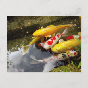 Cartão Postal Uma via marítima cheia de carpas japonesas koi