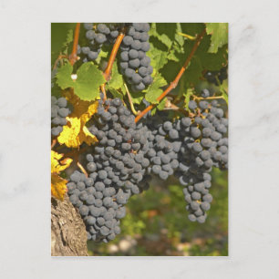 Cartão Postal Uma vinha com cachos maduros de uva Merlot - Chate