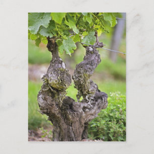 Cartão Postal Uma vinha muito velha no vinhedo Clos de l'Echo
