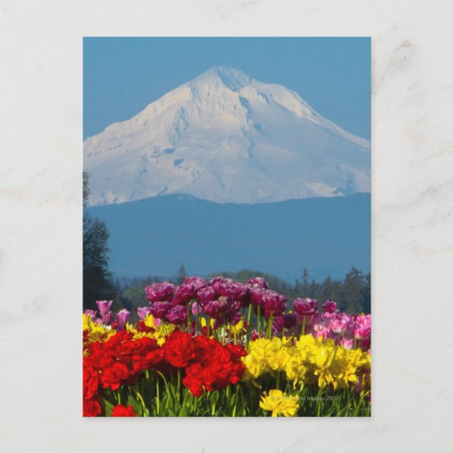 Cartão Postal uma vista comprimida do Mt Hood, Oregon e tulipa (Frente)