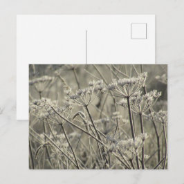 Cartão Postal Umbelliferas do fosco