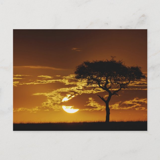 Cartão Postal Umbrella Thorn Acacia, Acacia tortilis (Frente)