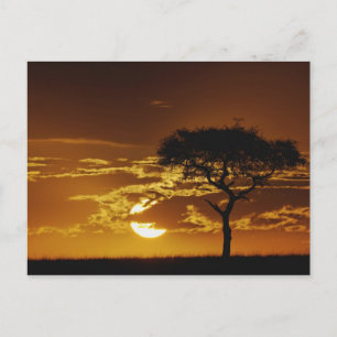 Cartão Postal Umbrella Thorn Acacia, Acacia tortilis