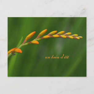 Cartão Postal un brin d'essoa