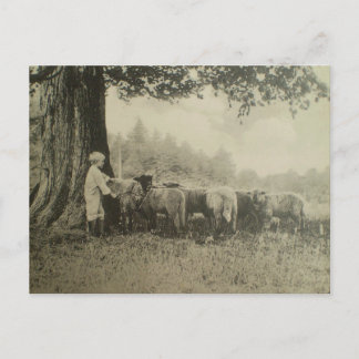 Cartão Postal Uncle Bart and the Sheep