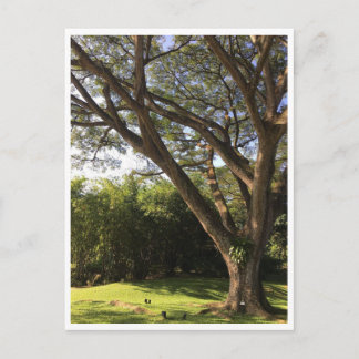 Cartão Postal Under the rain tree