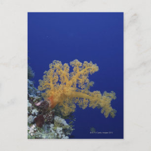 Cartão Postal Underwater Coral