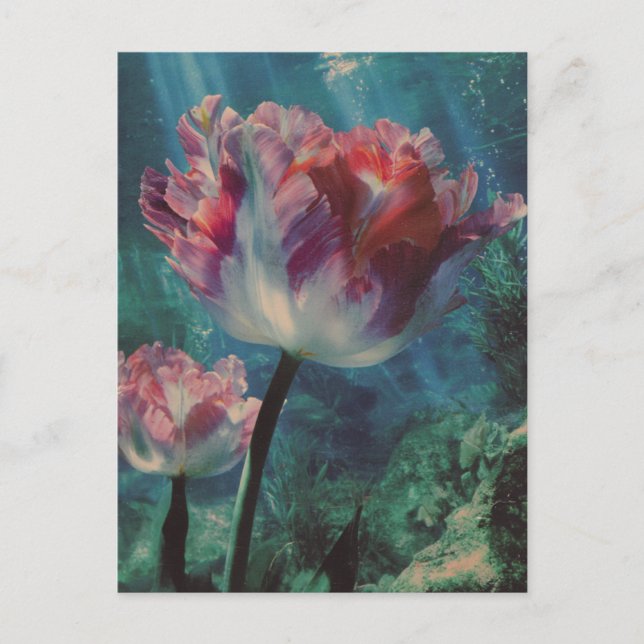 Cartão Postal Underwater Tulip (Frente)