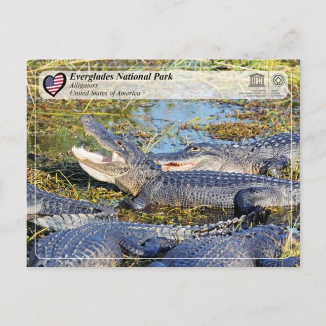 Cartão Postal Unesco WHS - Parque Nacional Everglades - Alligato (Frente)