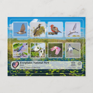 Cartão Postal UNESCO WHS - Parque Nacional Everglades - Aves