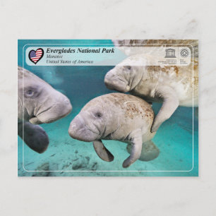 Cartão Postal UNESCO WHS - Parque Nacional Everglades - Manatee