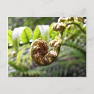 Cartão Postal Unfurling Fern Frond