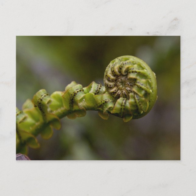 Cartão Postal Unfurling Fern Frond (Frente)
