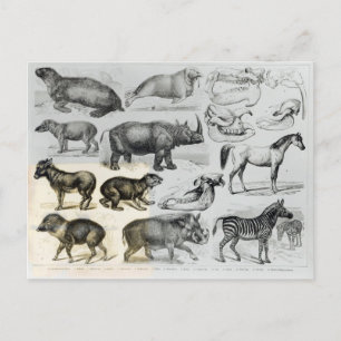 Cartão Postal Ungulata ou Animais Cobertos