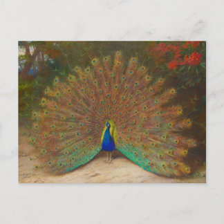Cartão postal único de pavão