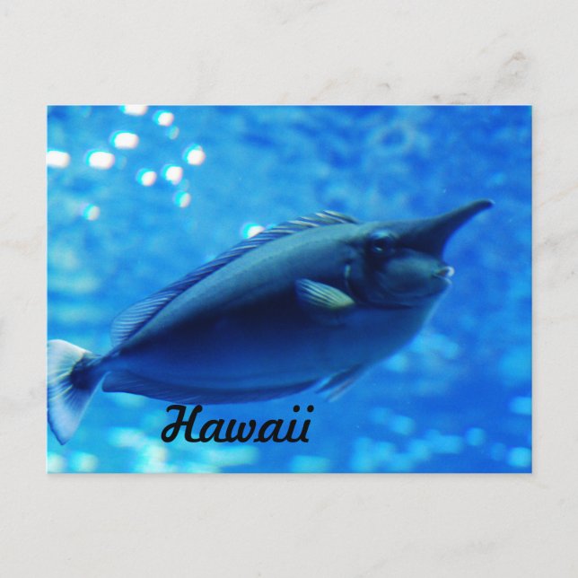 Cartão Postal Unicorn Fish (Frente)