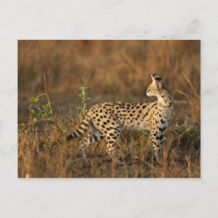 Cartão Postal Upper Mara, Reserva de Caça Masai Mara, Quênia,