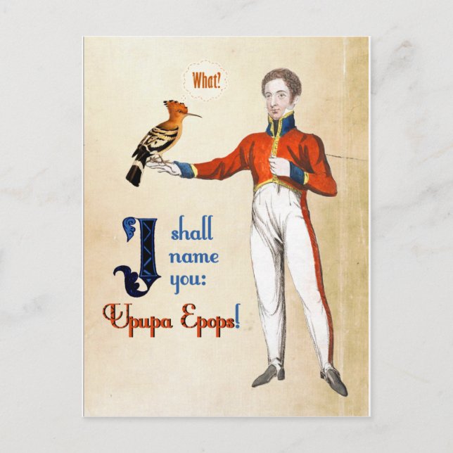 Cartão Postal Upupa Epops (Frente)