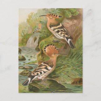 Cartão Postal Upupa epops por Johann Friedrich Naumann