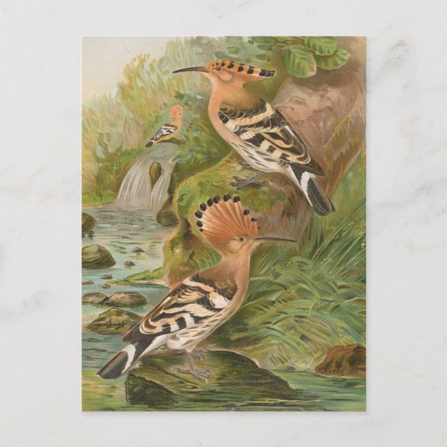 Cartão Postal Upupa epops por Johann Friedrich Naumann (Frente)