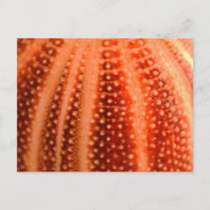 Cartão Postal Urchin
