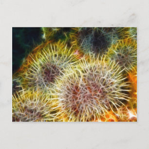 Cartão Postal Urchin do Mar Comestível