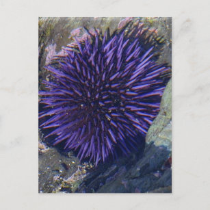 Cartão Postal Urchin Roxo