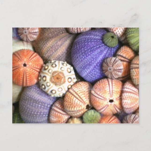 Cartão Postal Urchins do Mar (Frente)