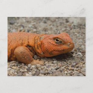 Cartão Postal Uromastyx geyri