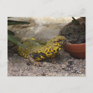 Cartão Postal Uromastyx geyri