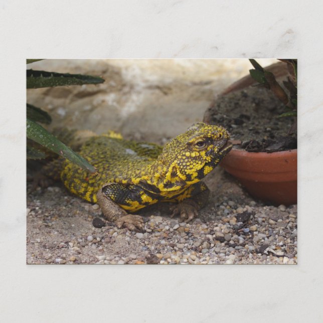 Cartão Postal Uromastyx geyri (Frente)