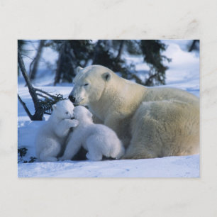 Cartão Postal Ursa Polar Fêmea Deitada com 2 Filhotes