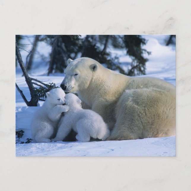 Cartão Postal Ursa Polar Fêmea Deitada com 2 Filhotes (Frente)